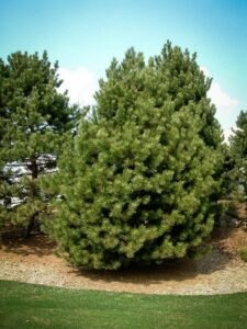 Сосна Чёрная (Pinus Nigra) купить по цене от 270.00р. в интернет-магазине «Посадика» с доставкой почтой в в Богородицке и по всей России – [изображение №1].