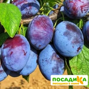 Слива Чачакская ранняя купить по цене от 229.00р. в интернет-магазине «Посадика» с доставкой почтой в в Богородицке и по всей России – [изображение №1].