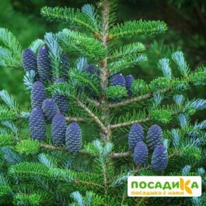 Пихта корейская (Abies koreana) купить по цене от 450.00р. в интернет-магазине «Посадика» с доставкой почтой в в Богородицке и по всей России – [изображение №1].