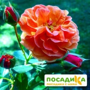 Роза Арабия купить по цене от 350.00р. в интернет-магазине «Посадика» с доставкой почтой в в Богородицке и по всей России – [изображение №1].