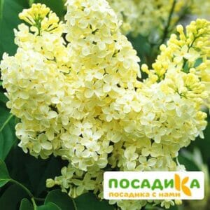 Сирень Примроуз (Primrose) купить по цене от 529.00р. в интернет-магазине «Посадика» с доставкой почтой в в Богородицке и по всей России – [изображение №1].