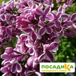 Сирень Сенсация купить по цене от 529.00р. в интернет-магазине «Посадика» с доставкой почтой в в Богородицке и по всей России – [изображение №1].