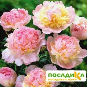 Пион Распберри Сандей (Paeonia Raspberry Sundae) купить по цене от 959р. в интернет-магазине «Посадика» с доставкой почтой в в Богородицке и по всей России – [изображение №1].