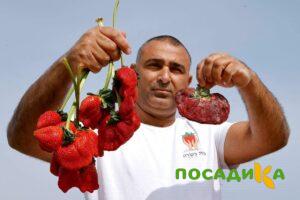 Клубника Гигант Джорнея купить по цене от 266р. в интернет-магазине «Посадика» с доставкой почтой в в Богородицке и по всей России – [изображение №1].