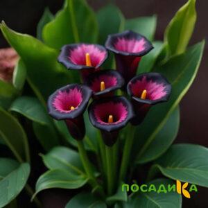 Калла Аура Лейс купить по цене от 400р. в интернет-магазине «Посадика» с доставкой почтой в в Богородицке и по всей России – [изображение №1].