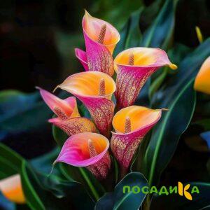Калла Оникс купить по цене от 450р. в интернет-магазине «Посадика» с доставкой почтой в в Богородицке и по всей России – [изображение №1].