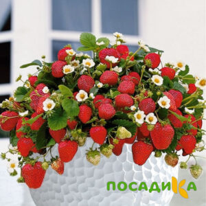 Клубника Рубиновый Шепот (горшечная) купить по цене от 240р. в интернет-магазине «Посадика» с доставкой почтой в в Богородицке и по всей России – [изображение №1].