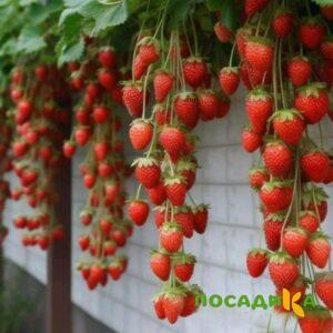 Клубника вьющаяся Комплимент купить по цене от 470р. в интернет-магазине «Посадика» с доставкой почтой в в Богородицке и по всей России – [изображение №1].