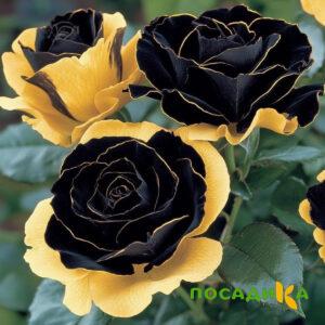 Роза Ханни Сикл купить по цене от 700р. в интернет-магазине «Посадика» с доставкой почтой в в Богородицке и по всей России – [изображение №1].