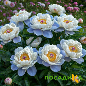 Пион акварельный Этюд купить по цене от 806р. в интернет-магазине «Посадика» с доставкой почтой в в Богородицке и по всей России – [изображение №1].