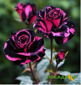 Роза Багровый Шепот купить по цене от 366р. в интернет-магазине «Посадика» с доставкой почтой в в Богородицке и по всей России – [изображение №1].