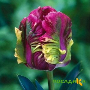 Тюльпан Экзотик Хэвен купить по цене от 186р. в интернет-магазине «Посадика» с доставкой почтой в в Богородицке и по всей России – [изображение №1].
