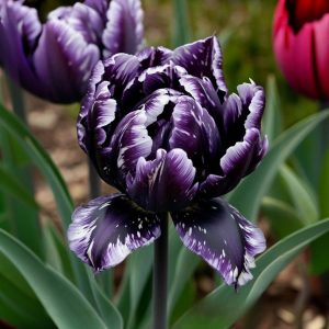 Тюльпан Индиго купить по цене от 600р. в интернет-магазине «Посадика» с доставкой почтой в в Богородицке и по всей России – [изображение №1].