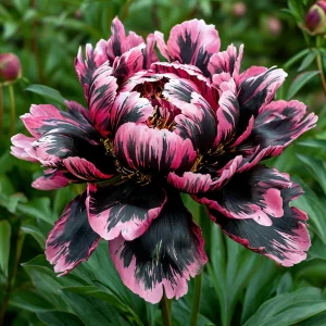 Пион Дроп Руби купить по цене от 469р. в интернет-магазине «Посадика» с доставкой почтой в в Богородицке и по всей России – [изображение №1].