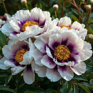 Пион Эко Саммер купить по цене от 548р. в интернет-магазине «Посадика» с доставкой почтой в в Богородицке и по всей России – [изображение №1].