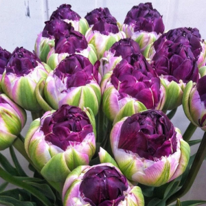 Тюльпан Анаконда купить по цене от 450р. в интернет-магазине «Посадика» с доставкой почтой в в Богородицке и по всей России – [изображение №1].