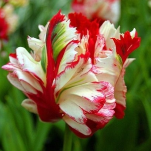 Тюльпан Эстелла Рижнвельд купить по цене от 500р. в интернет-магазине «Посадика» с доставкой почтой в в Богородицке и по всей России – [изображение №1].