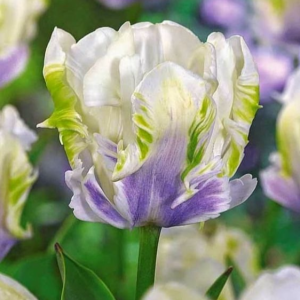 Тюльпан Уайт Лизарт купить по цене от 360р. в интернет-магазине «Посадика» с доставкой почтой в в Богородицке и по всей России – [изображение №1].